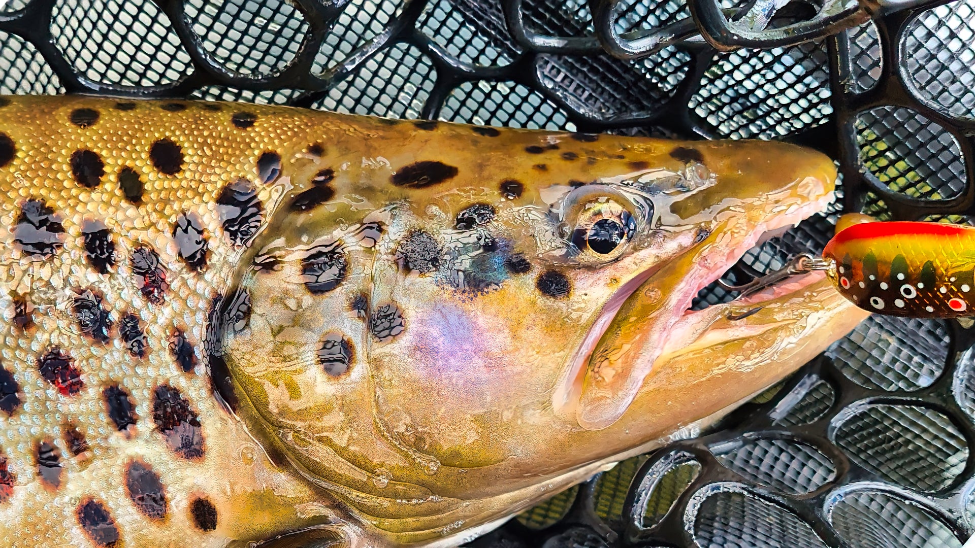 EVO FISHING – Năluci Handmade pentru Păstrăv | Made in România